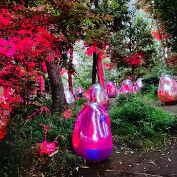 チームラボどんぐりの森の呼応する生命に投稿された画像（2022/8/24）