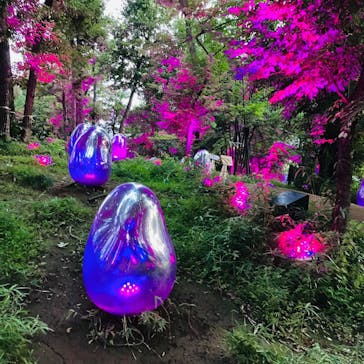 チームラボどんぐりの森の呼応する生命に投稿された画像（2022/8/24）