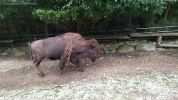 那須サファリパークに投稿された画像（2022/8/24）