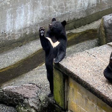 奥飛騨クマ牧場に投稿された画像（2022/8/24）