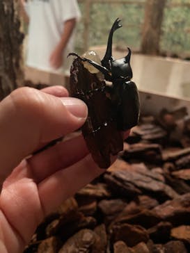 体感するファーブル昆虫展 NAGOYAに投稿された画像（2022/8/24）