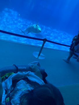 名古屋港水族館に投稿された画像（2022/8/24）