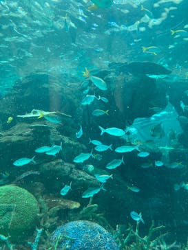 名古屋港水族館に投稿された画像（2022/8/24）