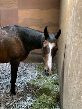 ノーザンホースパークに投稿された画像（2022/8/24）