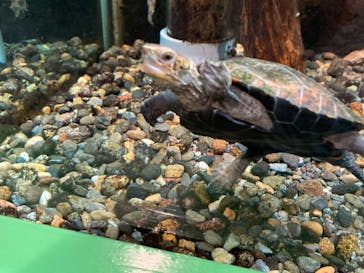 鴨川シーワールドに投稿された画像（2022/8/24）