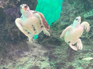 鴨川シーワールドに投稿された画像（2022/8/24）