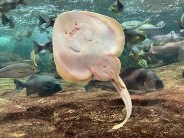 鴨川シーワールドに投稿された画像（2022/8/24）