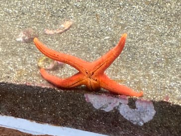 鴨川シーワールドに投稿された画像（2022/8/24）