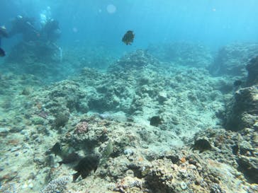 武藤潜水に投稿された画像（2022/8/24）