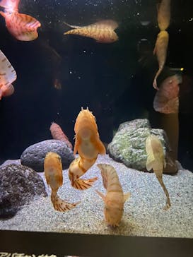 環境水族館アクアマリンふくしまに投稿された画像（2022/8/24）