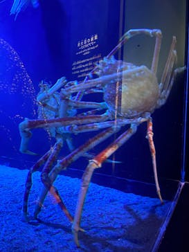 環境水族館アクアマリンふくしまに投稿された画像（2022/8/24）