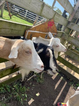 まかいの牧場に投稿された画像（2022/8/24）