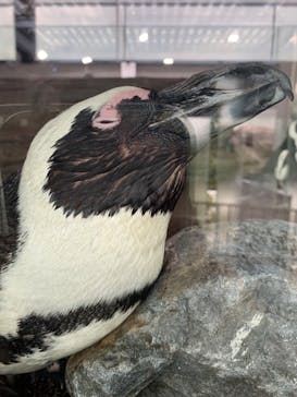 京都水族館に投稿された画像（2022/8/24）