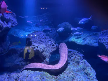 すみだ水族館に投稿された画像（2022/8/24）