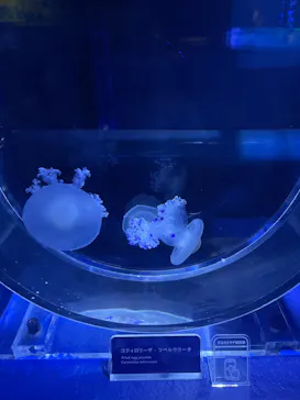 すみだ水族館に投稿された画像（2022/8/24）