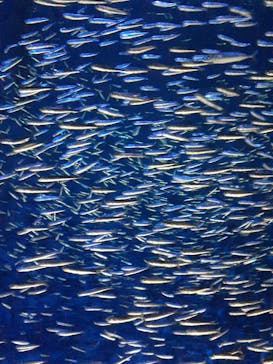 大分マリーンパレス水族館 「うみたまご」に投稿された画像（2022/8/24）