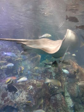 大分マリーンパレス水族館 「うみたまご」に投稿された画像（2022/8/24）