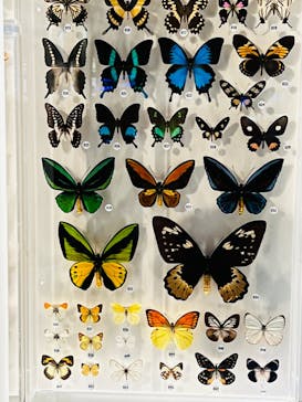 国立科学博物館に投稿された画像（2022/8/24）