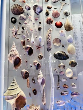 国立科学博物館に投稿された画像（2022/8/24）