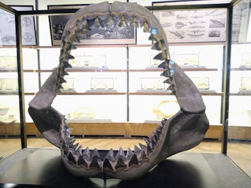 アクアワールド茨城県大洗水族館に投稿された画像（2022/8/24）