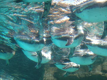 アクアワールド茨城県大洗水族館に投稿された画像（2022/8/24）