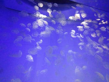 アクアワールド茨城県大洗水族館に投稿された画像（2022/8/24）