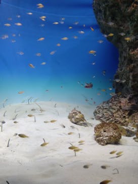 アクアワールド茨城県大洗水族館に投稿された画像（2022/8/24）