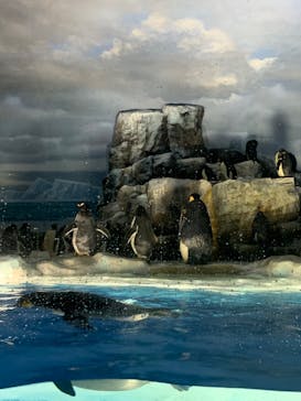 名古屋港水族館に投稿された画像（2022/8/24）