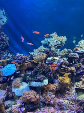 サンシャイン水族館に投稿された画像（2022/8/25）