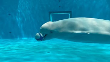 島根県立 しまね海洋館に投稿された画像（2022/8/25）