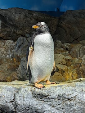 鴨川シーワールドに投稿された画像（2022/8/25）