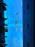 沖縄美ら海水族館に投稿された画像（2022/8/25）