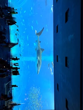 沖縄美ら海水族館に投稿された画像（2022/8/25）