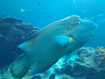 沖縄美ら海水族館に投稿された画像（2022/8/25）