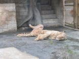 東武動物公園に投稿された画像（2022/8/25）