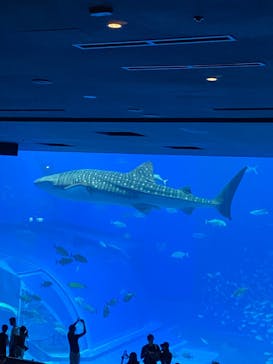 沖縄美ら海水族館に投稿された画像（2022/8/25）