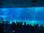 沖縄美ら海水族館に投稿された画像（2022/8/25）