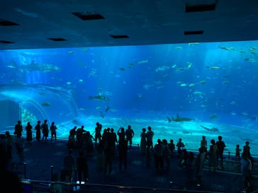 沖縄美ら海水族館に投稿された画像（2022/8/25）