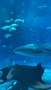 沖縄美ら海水族館に投稿された画像（2022/8/25）