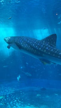 沖縄美ら海水族館に投稿された画像（2022/8/25）