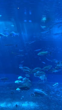 沖縄美ら海水族館に投稿された画像（2022/8/25）