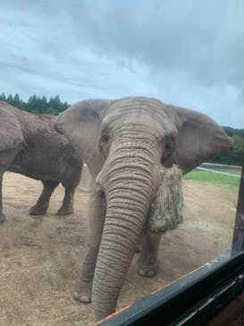 秋吉台自然動物公園 サファリランドに投稿された画像（2022/8/25）