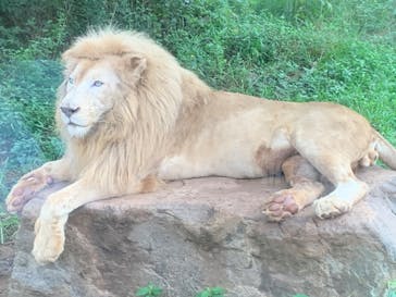 秋吉台自然動物公園 サファリランドに投稿された画像（2022/8/25）