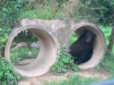 秋吉台自然動物公園 サファリランドに投稿された画像（2022/8/25）