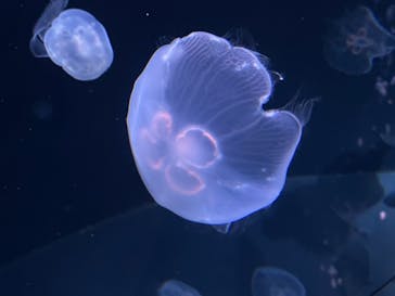 サンシャイン水族館に投稿された画像（2022/8/25）