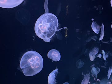 サンシャイン水族館に投稿された画像（2022/8/25）