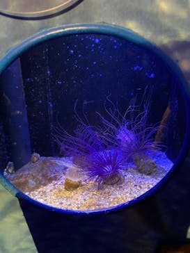 新江ノ島水族館に投稿された画像（2022/8/25）