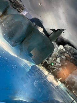 名古屋港水族館に投稿された画像（2022/8/25）