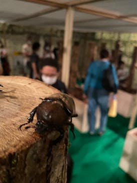 体感するファーブル昆虫展 NAGOYAに投稿された画像（2022/8/25）
