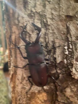 体感するファーブル昆虫展 NAGOYAに投稿された画像（2022/8/25）